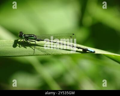 Östlicher Gabelschwanz (Ischnura verticalis) Insecta Stockfoto