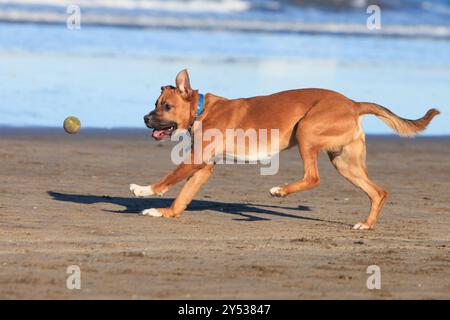 Gesunder junger Hund, der an sonnigem Tag am Strand mit Tennisball spielt Stockfoto