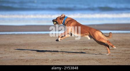 Gesunder junger Hund, der an sonnigem Tag am Strand mit Tennisball spielt Stockfoto