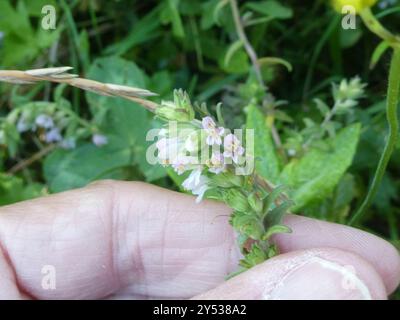 Red Bartsia (Odontites vernus) Plantae Stockfoto