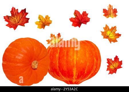 Kürbisse isoliert. Zwei essbare orangefarbene Kürbisse mit bunten Herbstblättern auf weißem Hintergrund. Herbstbeginn und Ernte. Gesunde Nu Stockfoto