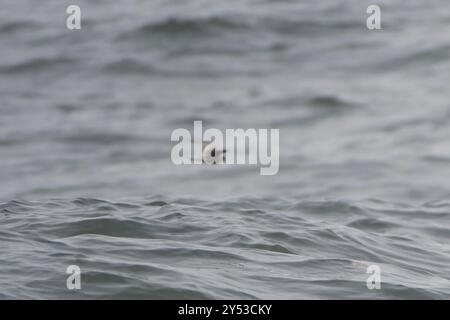 Gabelschwanzsturm-Petrel (Hydrobates furcatus) Aves Stockfoto