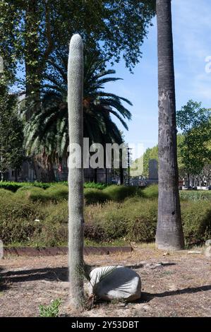 Perpignan, Frankreich. Kakteen im Park Square Bir-Hakeim Stockfoto