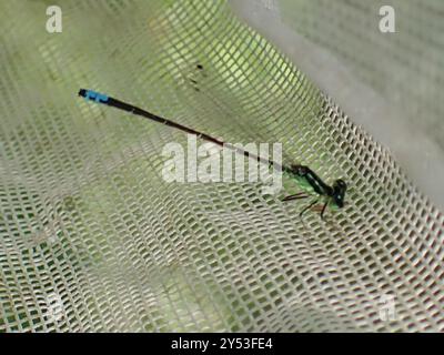 Östlicher Gabelschwanz (Ischnura verticalis) Insecta Stockfoto