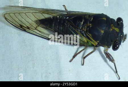 Lyrik Cicada (Neotibicen lyricen) Insecta Stockfoto