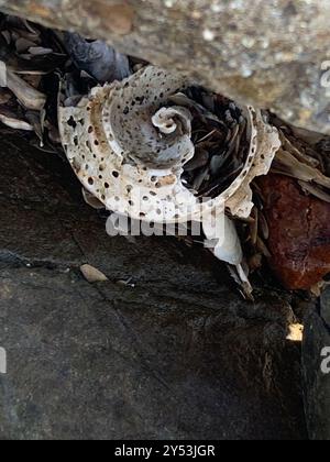 Channeled Whelk (Busycotypus canaliculatus) Mollusca Stockfoto