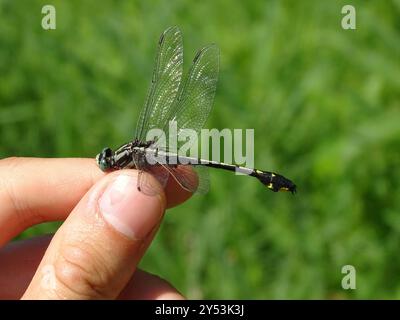 Midland Clubtail (Gomphurus fraternus) Insecta Stockfoto