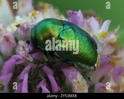 (Cryptocephalus sericeus) Insecta Stockfoto