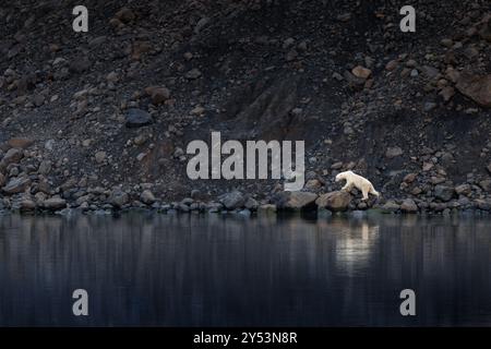 Ein Eisbär spaziert entlang der felsigen Küste der Vikinge Bay in Ostgrönland. Der Hintergrund bietet ein zerklüftetes, felsiges Gelände und dunkles Fjordwasser bei Stockfoto