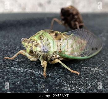 RESH Cicada (Megatibicen RESH) Insecta Stockfoto