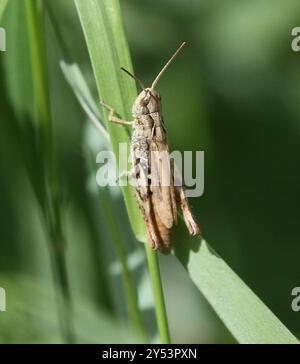 Lokomotive Grasshopper (Chorthippus apricarius) Insecta Stockfoto