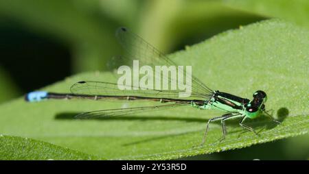 Östlicher Gabelschwanz (Ischnura verticalis) Insecta Stockfoto
