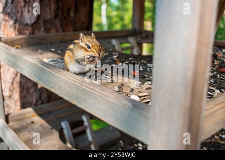 Сute Sibirisches Spanmunk (Eutamias sibiricus) isst Sonnenblumenkerne und Nüsse aus einem Futterhäuschen im Waldpark Stockfoto