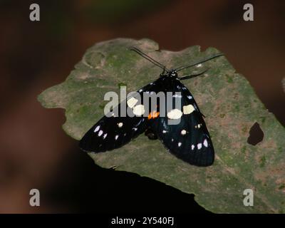 Blaugefleckte Forester Moth (Episteme adulatrix) Insecta Stockfoto