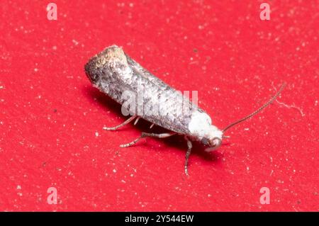 Birke Ermel (Swammerdamia caesiella) Insecta Stockfoto