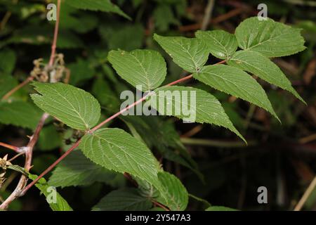 Weißstielbramble (Rubus cockburnianus) Plantae Stockfoto