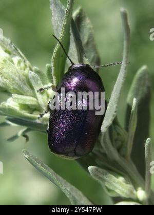 (Cryptocephalus sericeus) Insecta Stockfoto