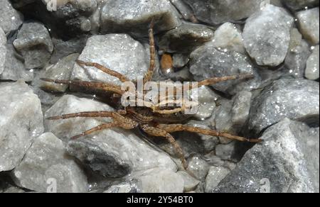 lance Wolf Spinnen (Schizocosa avida) Arachnida Stockfoto