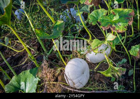 Ein lebhaftes Kürbisfeld gefüllt mit großen, weißen Kürbissen, eingebettet zwischen üppig grünen Reben und Blättern. Die Szene weckt ein Gefühl von herbstlicher Fülle. Stockfoto