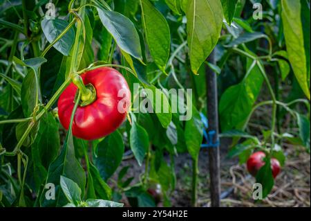 Nahaufnahme einer Reifen roten Paprika, die an einer Weinrebe hängt. Der Pfeffer hat eine leuchtende rote Farbe mit einem leichten Verlauf zum Stiel hin. Stockfoto