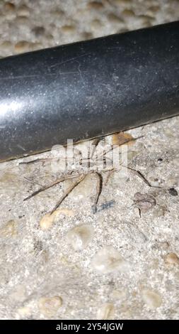 lance Wolf Spinnen (Schizocosa avida) Arachnida Stockfoto