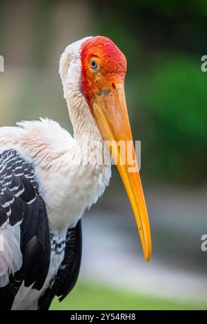 Der wilde gemalte Storch im Zoo negara. Es ist eine große Watvögel in der Storchfamilie. Sie kommt in den Feuchtgebieten der Ebenen des tropischen Asien südlich vor Stockfoto