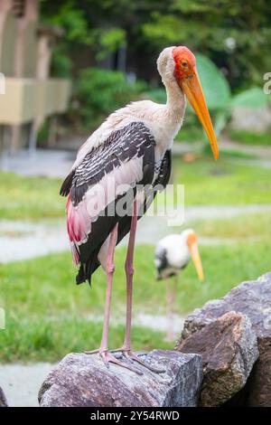 Der wilde gemalte Storch im Zoo negara. Es ist eine große Watvögel in der Storchfamilie. Sie kommt in den Feuchtgebieten der Ebenen des tropischen Asien südlich vor Stockfoto