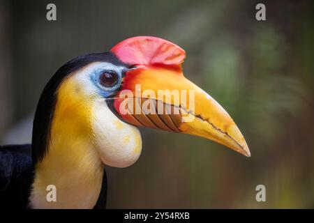 Das Nahbild des männlichen Nashornschnabels (Rhyticeros cassidix). Es ist ein farbenfroher Nashornvogel aus Indonesien. Stockfoto