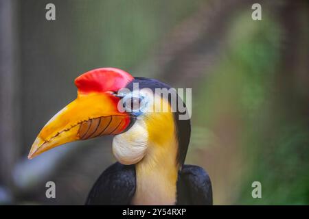 Das Nahbild des männlichen Nashornschnabels (Rhyticeros cassidix). Es ist ein farbenfroher Nashornvogel aus Indonesien. Stockfoto