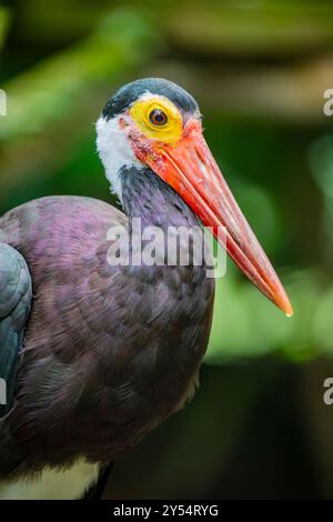 Der Sturmstorch (Ciconia stormi) ist eine mittelgroße Storchart, die vor allem in tropischen Tieflandwäldern Indonesiens, Malaysia, vorkommt Stockfoto