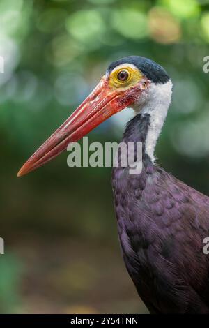 Der Sturmstorch (Ciconia stormi) ist eine mittelgroße Storchart, die vor allem in tropischen Tieflandwäldern Indonesiens, Malaysia, vorkommt Stockfoto