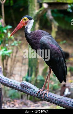 Der Sturmstorch (Ciconia stormi) ist eine mittelgroße Storchart, die vor allem in tropischen Tieflandwäldern Indonesiens, Malaysia, vorkommt Stockfoto