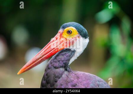 Der Sturmstorch (Ciconia stormi) ist eine mittelgroße Storchart, die vor allem in tropischen Tieflandwäldern Indonesiens, Malaysia, vorkommt Stockfoto