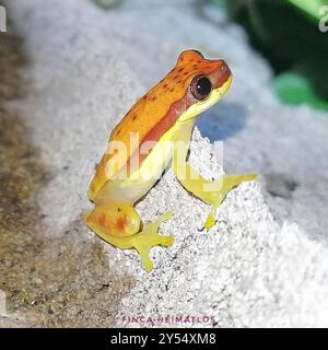 Rotschürzenfrosch (Dendropsophus rhodopeplus) Amphibia Stockfoto