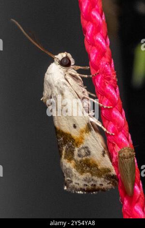 Oliven-schattige Vogelfalter (Ponometia candefacta) Insecta Stockfoto