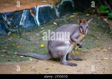 Das Foto des Dusky Wallaby (Thylogale brunii). Eine Marsupialart in der Familie Macropodidae. Es befindet sich auf den Inseln Aru und Kai Stockfoto