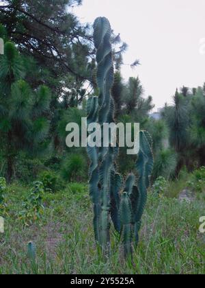 Kugelkakteen, Mondscheinkakteen, Fackelkakteen und Verbündete (Cactoideae) Plantae Stockfoto