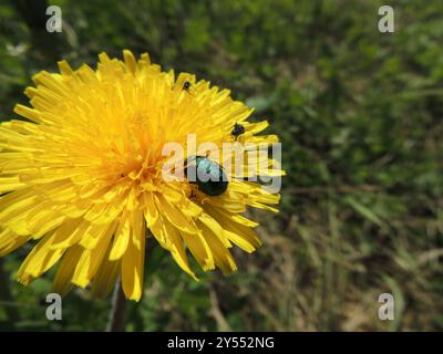 (Cryptocephalus sericeus) Insecta Stockfoto