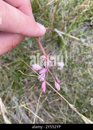 FeldKnoblauch (Allium oleraceum) Plantae Stockfoto