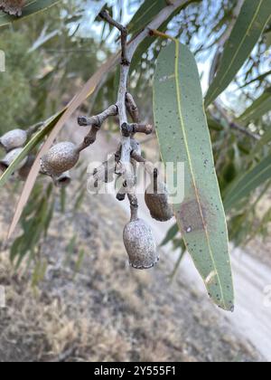 Desert Bloodwood (Corymbia terminalis) Plantae Stockfoto