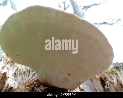 Lackierte Klammer (Ganoderma lucidum) Pilze Stockfoto