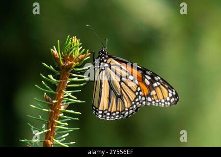 Monarch Butterfly liegt am frühen Morgen auf dem Tannenbaum-Zweig und erwärmt seine Flügel. Stockfoto