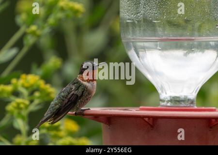 Nahaufnahme eines männlichen Kolibri mit Rubinkehle, der auf dem Futterhäuschen mit Goldrute im Hintergrund thront. Stockfoto