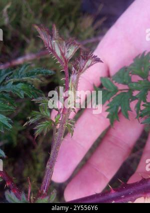 Brombeere (Rubus laciniatus) Plantae Stockfoto