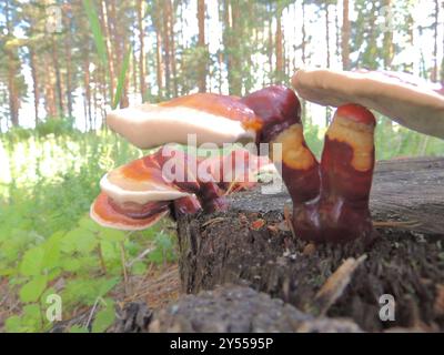 Lackierte Klammer (Ganoderma lucidum) Pilze Stockfoto