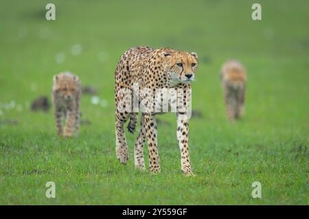 Der weibliche Gepard durchquert Grasland, flankiert von Jungen Stockfoto