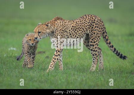 Der weibliche Gepard überquert das Gras in der Nähe des Jungen Stockfoto