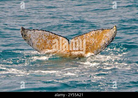 Fluke, Schwanz eines absteigenden Buckelwals (Megaptera novaeangliae) voll mit Seehennen (Balanidae), Südgeorgien Island Stockfoto