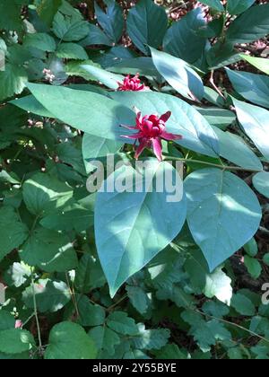 Kalifornische Süßstrauch (Calycanthus occidentalis) Plantae Stockfoto