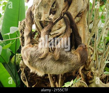 Linnes Two Toed Sloth Stockfoto